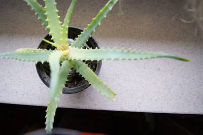 aloe.jpg