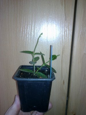 Hoya densifolia.jpg