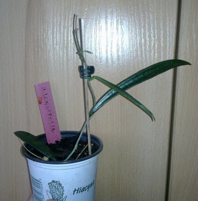 Longifolia.jpg