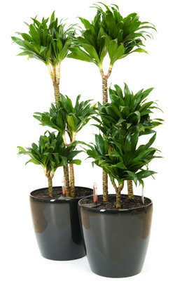 dracena_w_domu_Dracena_deremanska.jpg