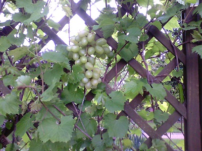 winogrona owocują w maju.jpg