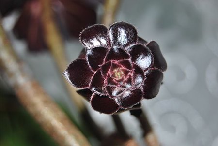 aeonium arboreum schwarzkopf.JPG