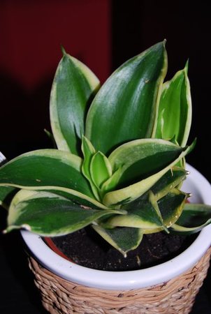 sansevieria hahnii jade margarita.JPG