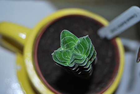 crassula buddha's temple.JPG