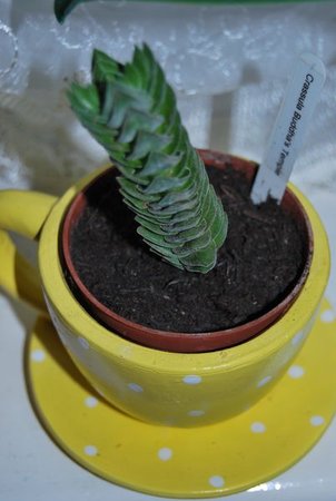 crassula buddha's temple1.JPG