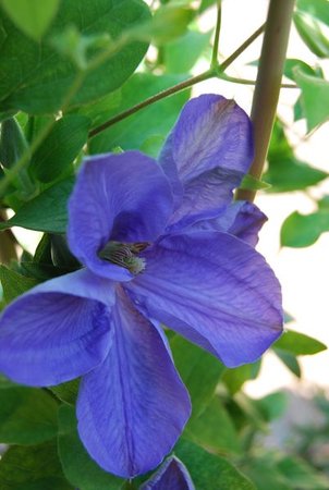 clematis 'Mrs Cholmondeley'.JPG