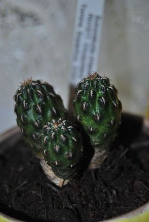 sulcorebutia crispata.JPG