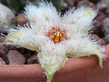 stapelia.jpg