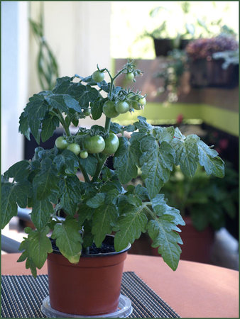 Balkonowy pomidorek_1.JPG