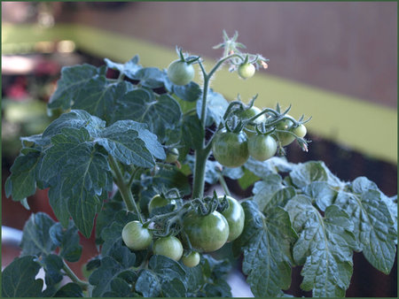 Balkonowy pomidorek_2.JPG