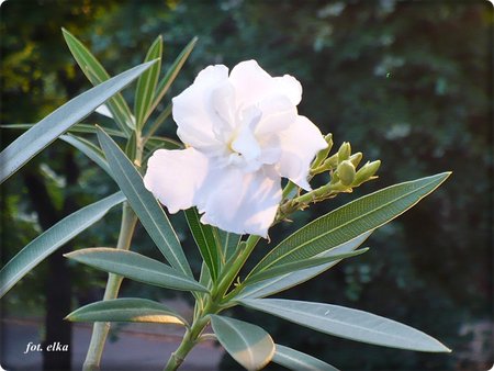 oleander-biały.JPG