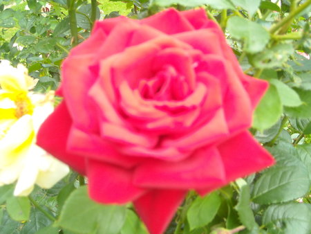 róża5.JPG
