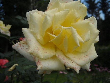 róża6.JPG