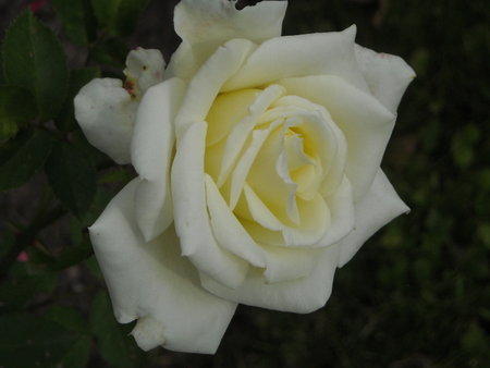 róża9.JPG