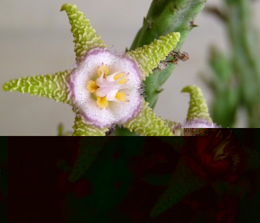 stapelia pomarszczona.JPG