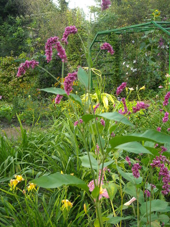 polygonum orientale.JPG