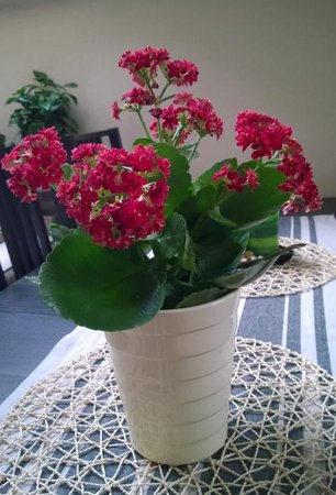 kalanchoe.jpg