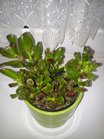 Crassula hobbit.jpg