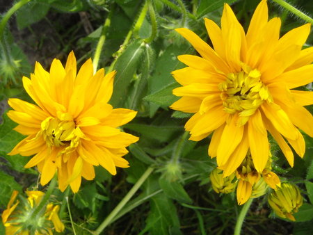 rudbekia2.JPG