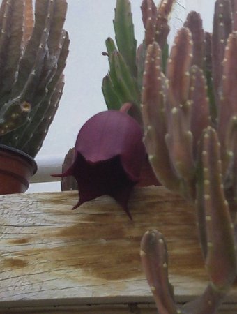 aIMAG3105stapelia1.JPG