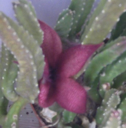 aIMAG3108stapelia2.JPG