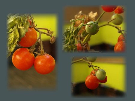 pomidorek 3.10.jpg