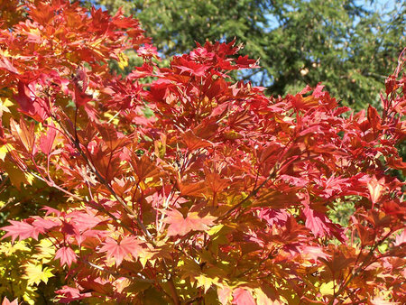 Acer shirasawanum 'Aureum'.jpg