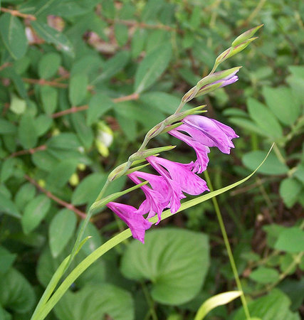 Gladiolus imbricatus3_TB.jpg