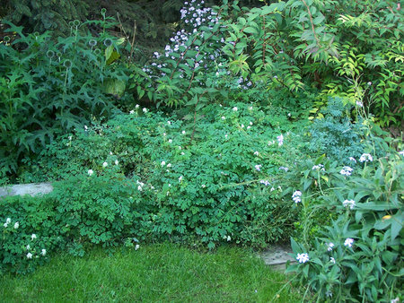 Corydalis ochroleuca.jpg