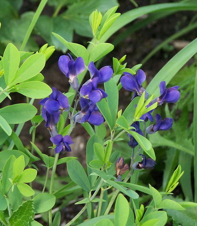 Baptisia australis 'Minor'.jpg