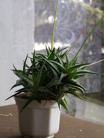 Aloe rauhii.jpg
