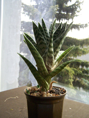 Aloe variegata.jpg