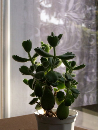 Cotyledon ladysmithiensis.jpg