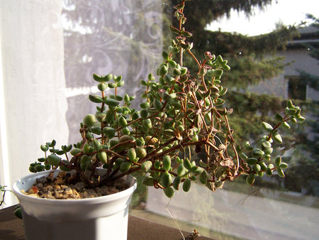 Crassula brevitorta.jpg