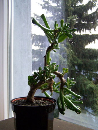 Crassula 'Hobbit'.jpg