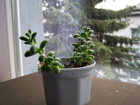 Crassula hystrix.jpg