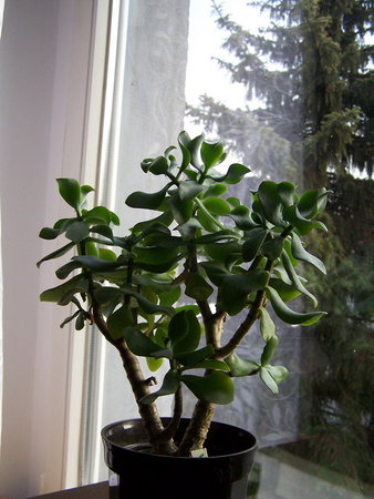 Crassula ovata undulata.jpg