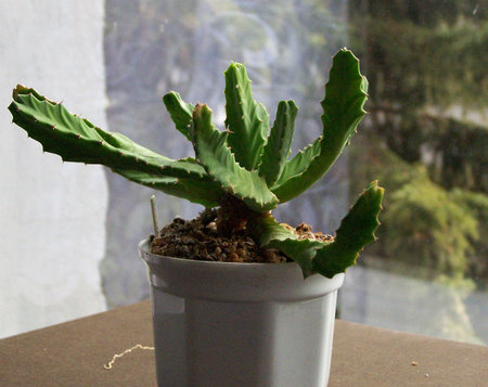 Euphorbia brevitorta.jpg