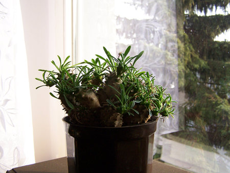 Euphorbia bupleurifolia x susannae.jpg