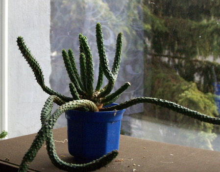 Euphorbia inermis.jpg