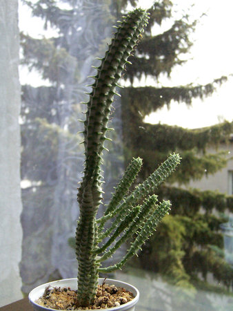 Euphorbia mammilaris variegata.jpg