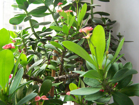 Euphorbia milii var splendens.jpg