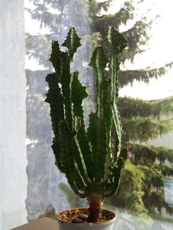 Euphorbia nn.jpg