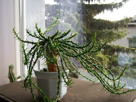 Euphorbia pugniformis.jpg