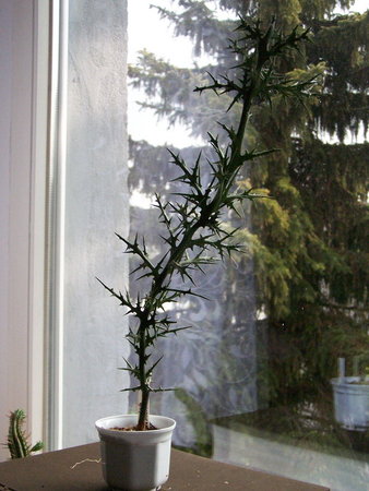 Euphorbia stenoclada.jpg