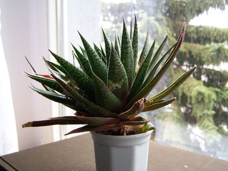 Gasteraloe.jpg