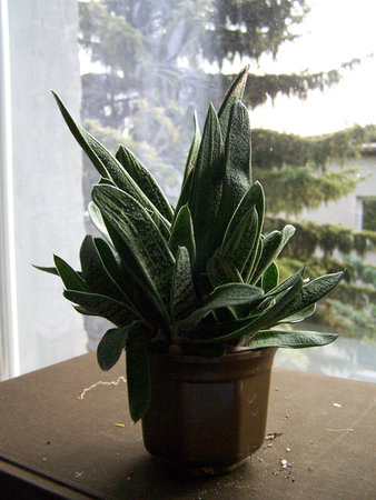 Gasteria być może Little Warty.jpg