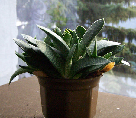 Gasteria nn.jpg