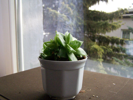 Haworthia cymbiformis.jpg