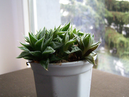 Haworthia emelyae var multifolia.jpg